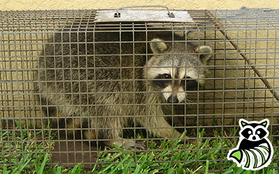 Cumberland County trapping